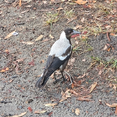 Gymnorhina tibicen (Australian Magpie) at Mystery Bay, NSW - 10 Jan 2025 by MatthewFrawley