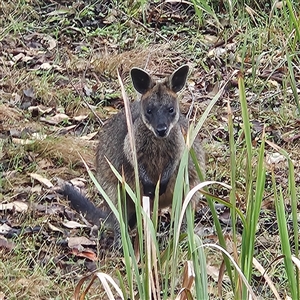 Wallabia bicolor at Mystery Bay, NSW - 10 Jan 2025 09:39 AM
