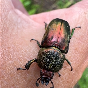 Lamprima aurata at Kambah, ACT - 10 Jan 2025 01:44 PM