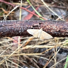 Scopula rubraria (Reddish Wave, Plantain Moth) at Weetangera, ACT - 11 Jan 2025 by dgb900