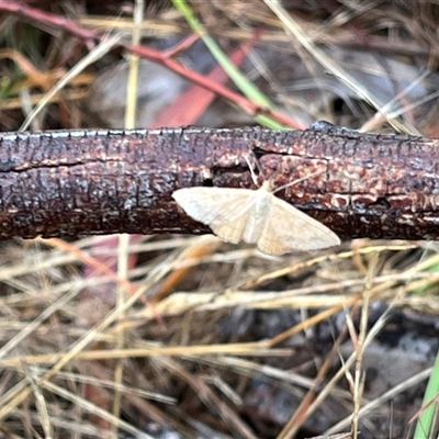 Scopula rubraria (Reddish Wave, Plantain Moth) at Weetangera, ACT - 11 Jan 2025 by dgb900