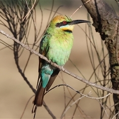 Merops ornatus (Rainbow Bee-eater) at Wodonga, VIC - 10 Jan 2025 by KylieWaldon