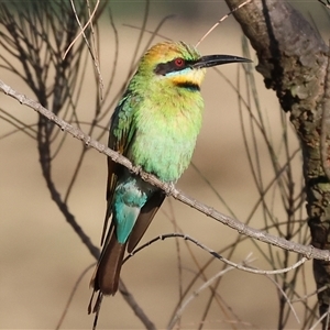 Merops ornatus (Rainbow Bee-eater) at Wodonga, VIC by KylieWaldon