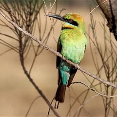 Merops ornatus at Wodonga, VIC - 11 Jan 2025 06:49 AM