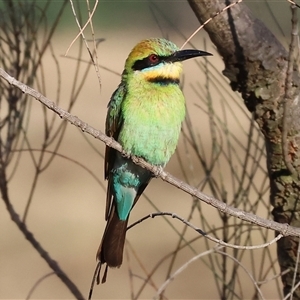 Merops ornatus at Wodonga, VIC - 11 Jan 2025 06:49 AM