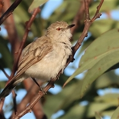 Gerygone fusca (Western Gerygone) at Wodonga, VIC - 11 Jan 2025 by KylieWaldon