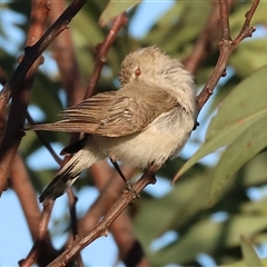 Gerygone fusca at Wodonga, VIC - 11 Jan 2025 06:13 AM