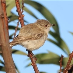 Gerygone fusca at Wodonga, VIC - 11 Jan 2025 06:13 AM