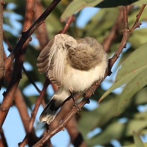 Gerygone fusca at Wodonga, VIC - 11 Jan 2025 06:13 AM