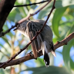 Gerygone fusca at Wodonga, VIC - 11 Jan 2025 06:13 AM