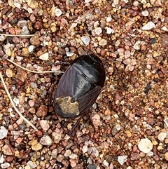 Adrisa sp. (genus) (Burrowing Bug) at Whitlam, ACT - 11 Jan 2025 by dgb900