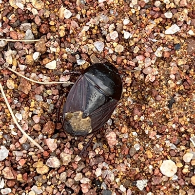 Adrisa sp. (genus) (Burrowing Bug) at Whitlam, ACT - 11 Jan 2025 by dgb900