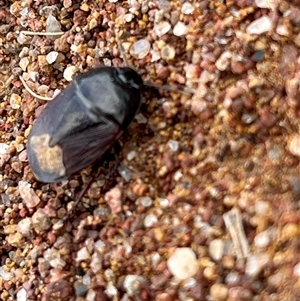 Adrisa sp. (genus) at Whitlam, ACT - 11 Jan 2025