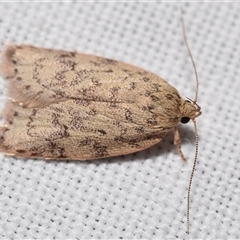 Garrha carnea (A concealer moth) at Jerrabomberra, NSW - 9 Jan 2025 by DianneClarke