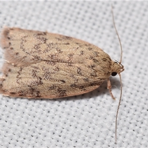 Garrha carnea (A concealer moth) at Jerrabomberra, NSW by DianneClarke