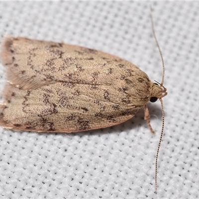 Garrha carnea (A concealer moth) at Jerrabomberra, NSW - 9 Jan 2025 by DianneClarke