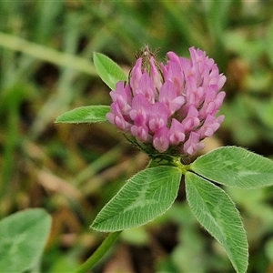 Trifolium fragiferum at Goulburn, NSW by trevorpreston