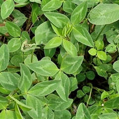 Trifolium fragiferum at Goulburn, NSW - 11 Jan 2025 09:26 AM