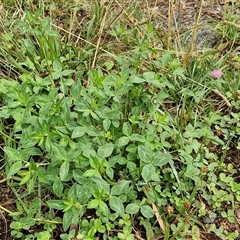 Trifolium fragiferum at Goulburn, NSW - 11 Jan 2025 09:26 AM