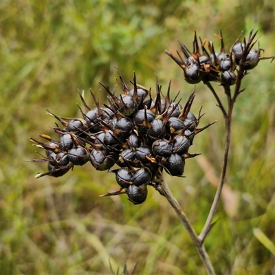 Haemodorum planifolium (Bloodroot) at Goulburn, NSW - 11 Jan 2025 by trevorpreston