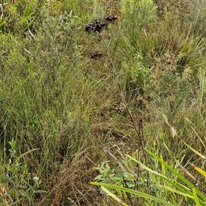 Haemodorum planifolium at Goulburn, NSW - 11 Jan 2025 09:14 AM