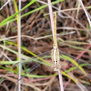 Diplacodes bipunctata at Goulburn, NSW - 11 Jan 2025 09:14 AM