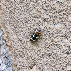 Episcaphula pictipennis (Fungus Beetle) at Mittagong, NSW - 17 Dec 2024 by Span102