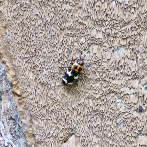 Episcaphula pictipennis (Fungus Beetle) at Mittagong, NSW by Span102