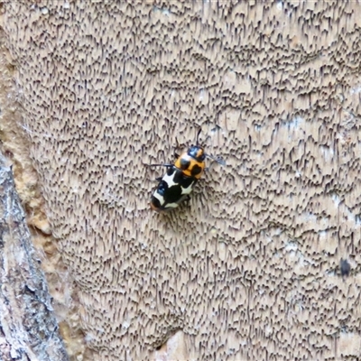 Episcaphula pictipennis (Fungus Beetle) at Mittagong, NSW - 17 Dec 2024 by Span102