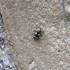 Episcaphula pictipennis at Mittagong, NSW - suppressed