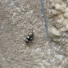 Episcaphula pictipennis at Mittagong, NSW - suppressed