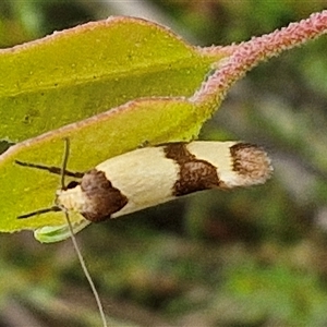 Chrysonoma fascialis at Goulburn, NSW - 11 Jan 2025 09:13 AM