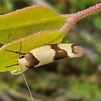 Chrysonoma fascialis (A Concealer moth (Wingia group) at Goulburn, NSW - 11 Jan 2025 by trevorpreston