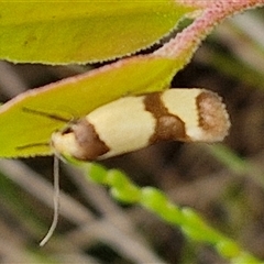 Chrysonoma fascialis at Goulburn, NSW - 11 Jan 2025 09:13 AM