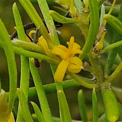 Persoonia sp. at Goulburn, NSW - 10 Jan 2025 by trevorpreston