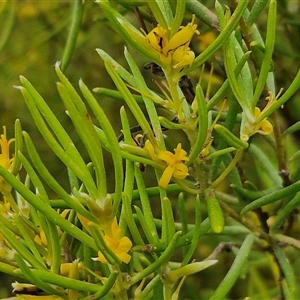 Persoonia mollis subsp. livens at Goulburn, NSW - 11 Jan 2025 09:12 AM