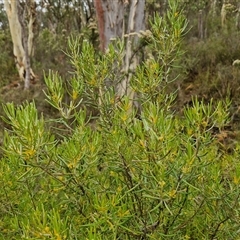 Persoonia mollis subsp. livens at Goulburn, NSW - 11 Jan 2025 09:12 AM