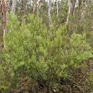 Persoonia mollis subsp. livens at Goulburn, NSW - 11 Jan 2025 09:12 AM