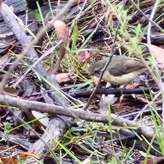 Acanthiza reguloides (Buff-rumped Thornbill) at Goulburn, NSW - 11 Jan 2025 by trevorpreston