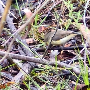 Acanthiza reguloides at Goulburn, NSW - 11 Jan 2025 09:09 AM