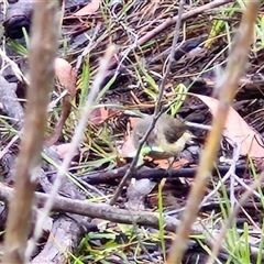 Acanthiza reguloides at Goulburn, NSW - 11 Jan 2025 09:09 AM