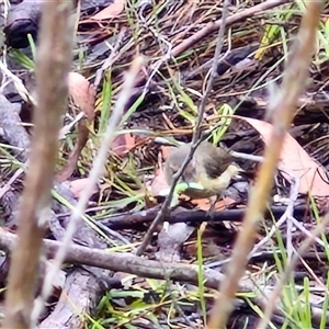 Acanthiza reguloides at Goulburn, NSW - 11 Jan 2025 09:09 AM