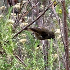 Acanthiza pusilla (Brown Thornbill) at Goulburn, NSW - 10 Jan 2025 by trevorpreston