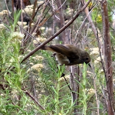 Acanthiza pusilla (Brown Thornbill) at Goulburn, NSW - 10 Jan 2025 by trevorpreston