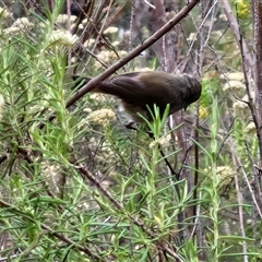 Acanthiza pusilla at Goulburn, NSW - 11 Jan 2025 09:07 AM