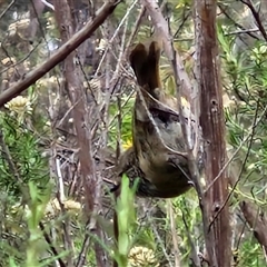 Acanthiza pusilla at Goulburn, NSW - 11 Jan 2025 09:07 AM