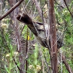 Acanthiza pusilla at Goulburn, NSW - 11 Jan 2025 09:07 AM