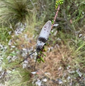 Austrocardiophorus sp. (genus) at Mittagong, NSW by Span102