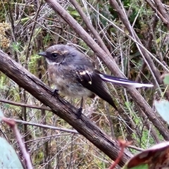 Rhipidura albiscapa (Grey Fantail) at Goulburn, NSW - 11 Jan 2025 by trevorpreston