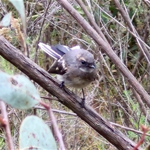 Rhipidura albiscapa at Goulburn, NSW - 11 Jan 2025